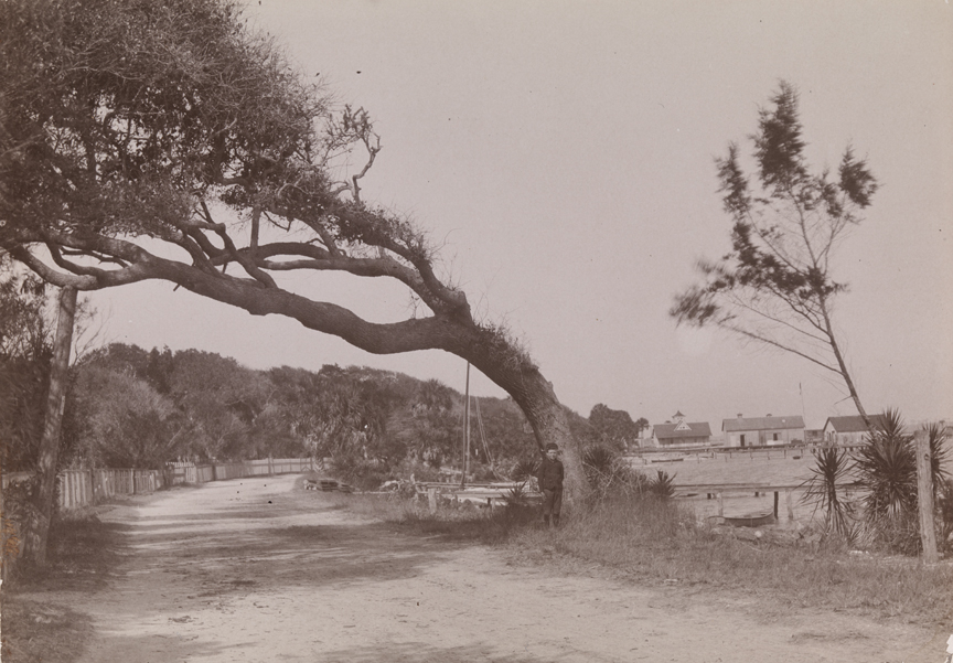 Tropical landscape with tree arched over road