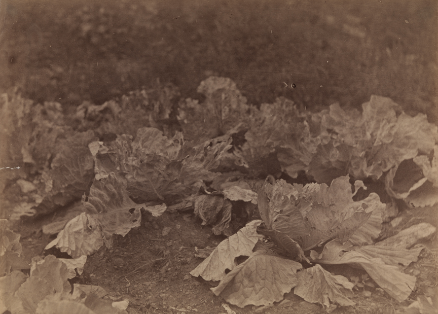 Cabbages and lettuce in a garden