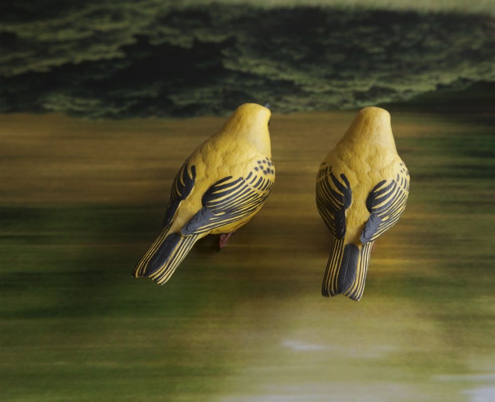 2014 Yellow Birds