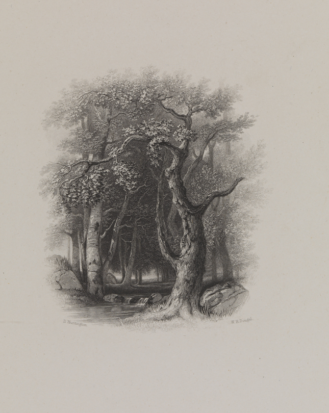 [Stream in a forest]