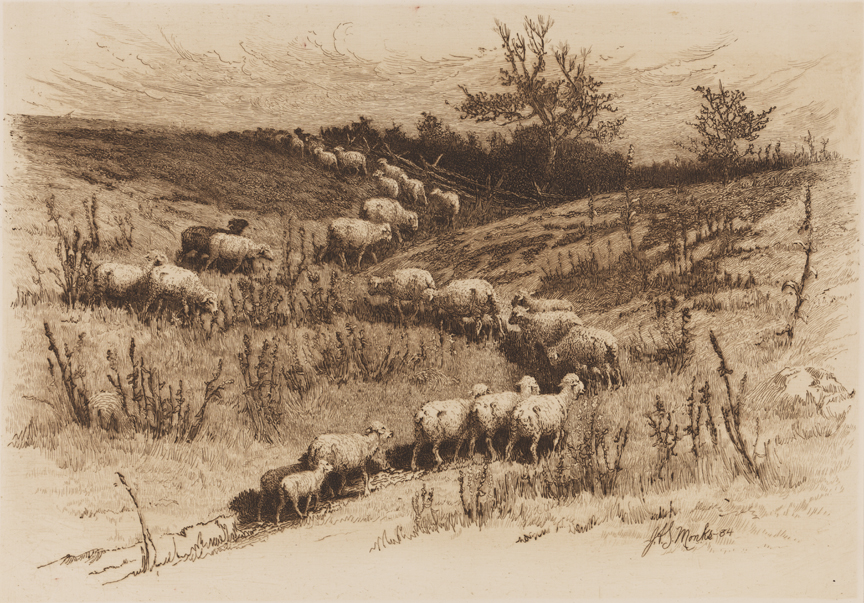 [Sheep at Pasture]