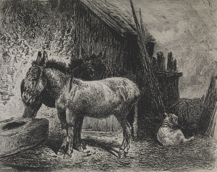 [Donkeys and Sheep]
