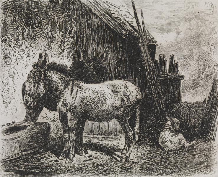 [Donkeys and Sheep]