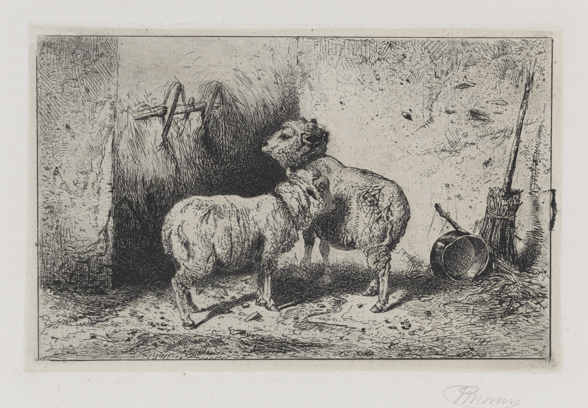 [Study of Sheep]