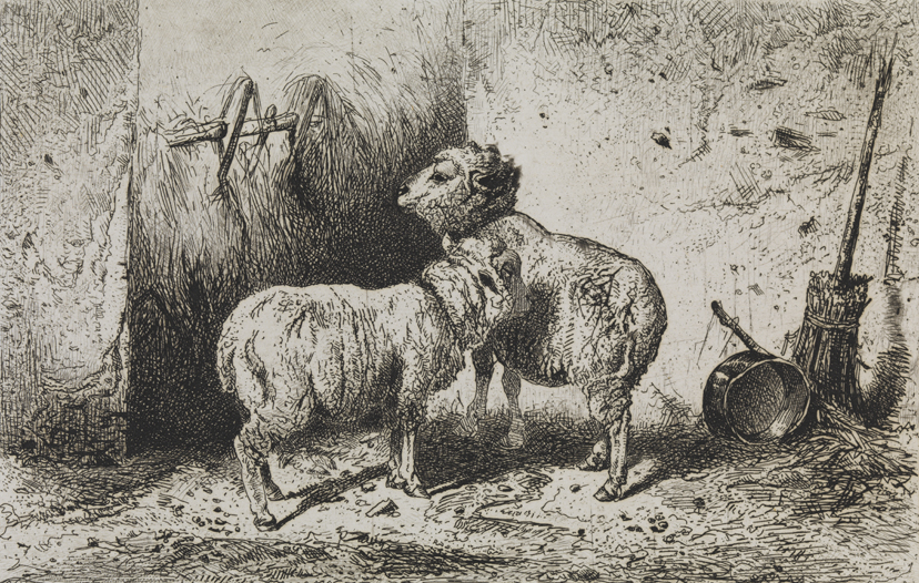 [Study of Sheep]