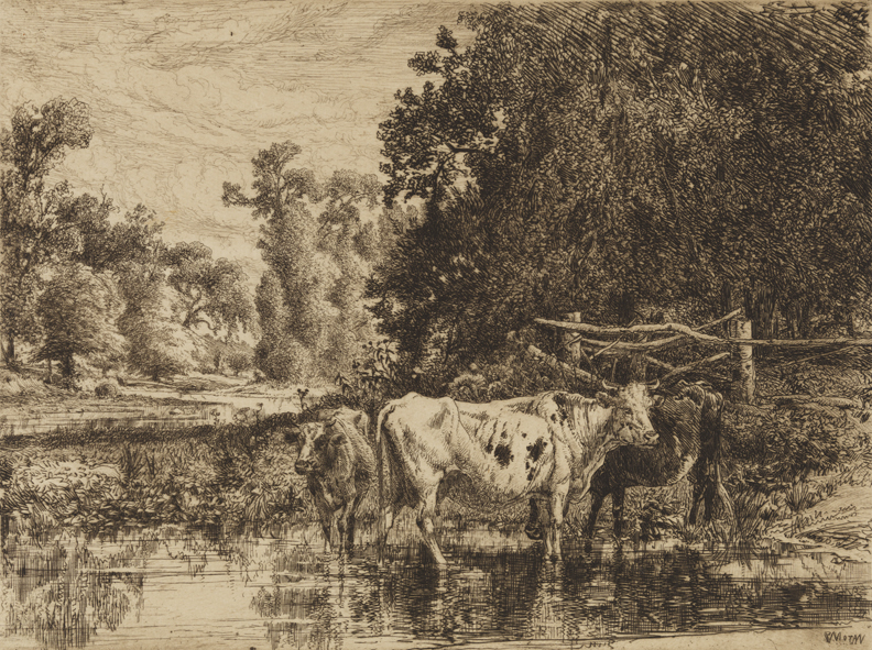 [Three Cows Standing in Shallow Brook]