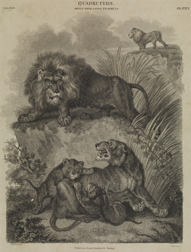 Quadrupeds: Lions