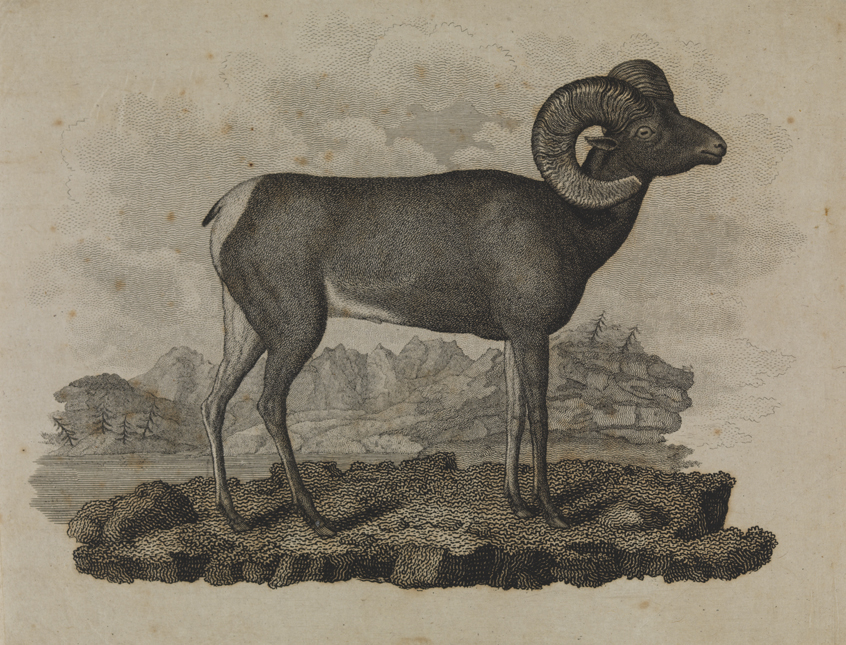 [Big horned sheep]