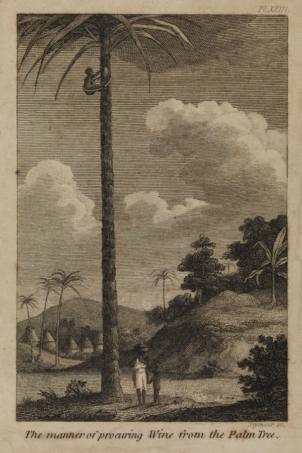 The Manner of Procuring Wine from the Palm Tree