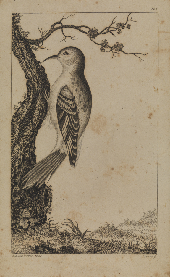 [Study of a bird]