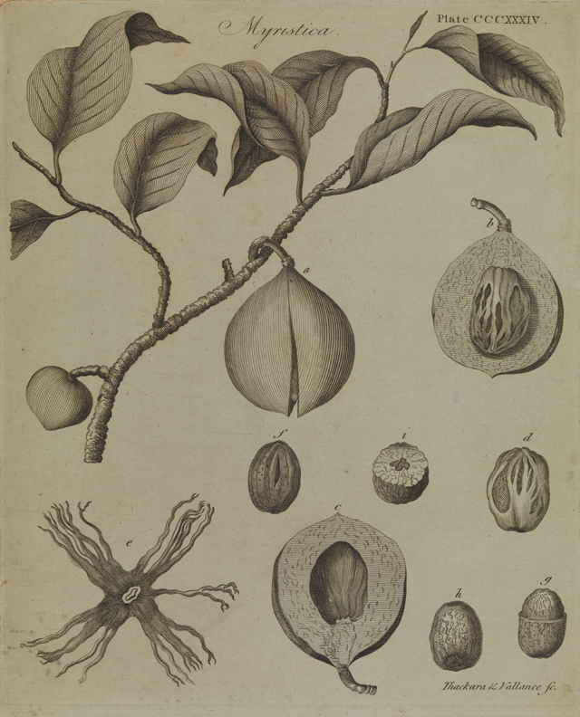 Myristica [botanical illustration]