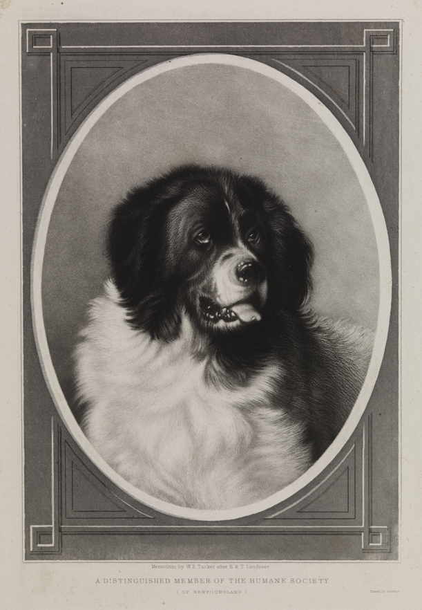 A Distinguished Member of the Humane Society