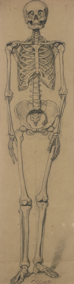 [Articulated male skeleton - front view]