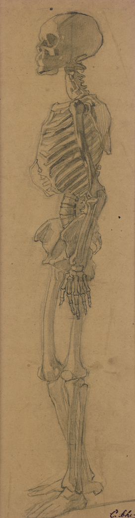 [Articulated male skeleton - front and side views]