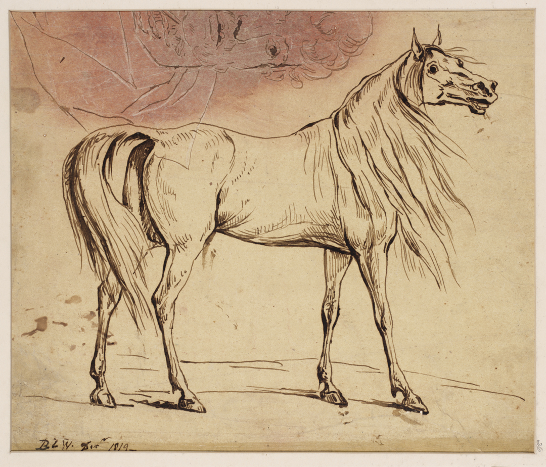 [Study of a horse]