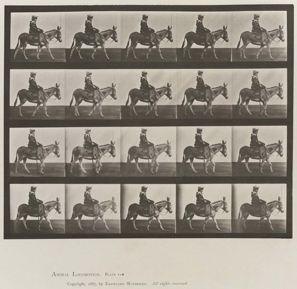 Animal Locomotion, Volume X, Domestic Animals. Plate 666