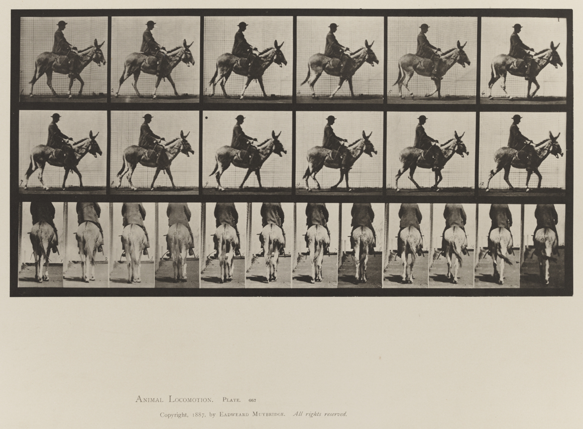 Animal Locomotion, Volume X, Domestic Animals. Plate 667
