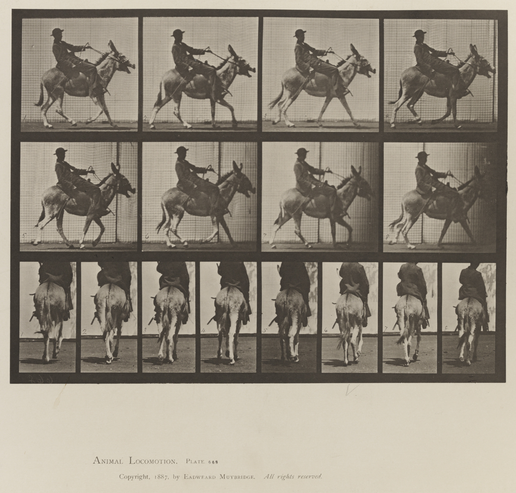 Animal Locomotion, Volume X, Domestic Animals. Plate 668