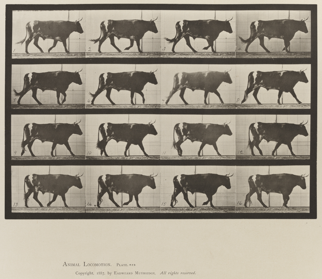 Animal Locomotion, Volume X, Domestic Animals. Plate 669