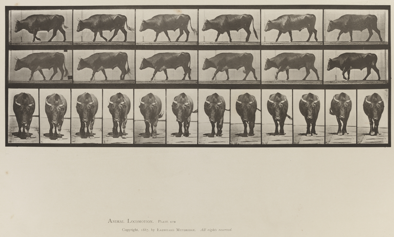 Animal Locomotion, Volume X, Domestic Animals. Plate 670