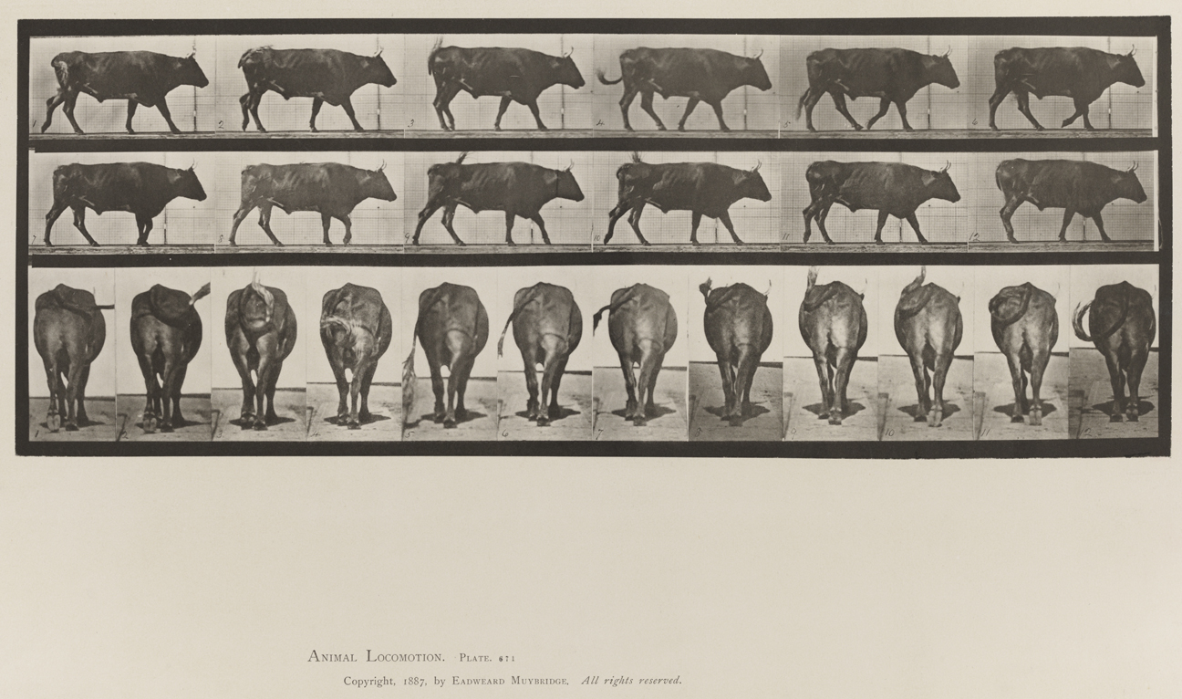 Animal Locomotion, Volume X, Domestic Animals. Plate 671