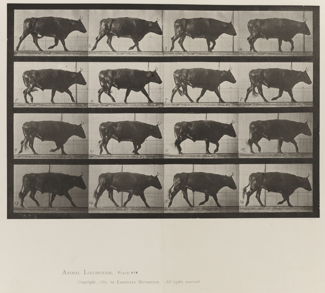 Animal Locomotion, Volume X, Domestic Animals. Plate 672