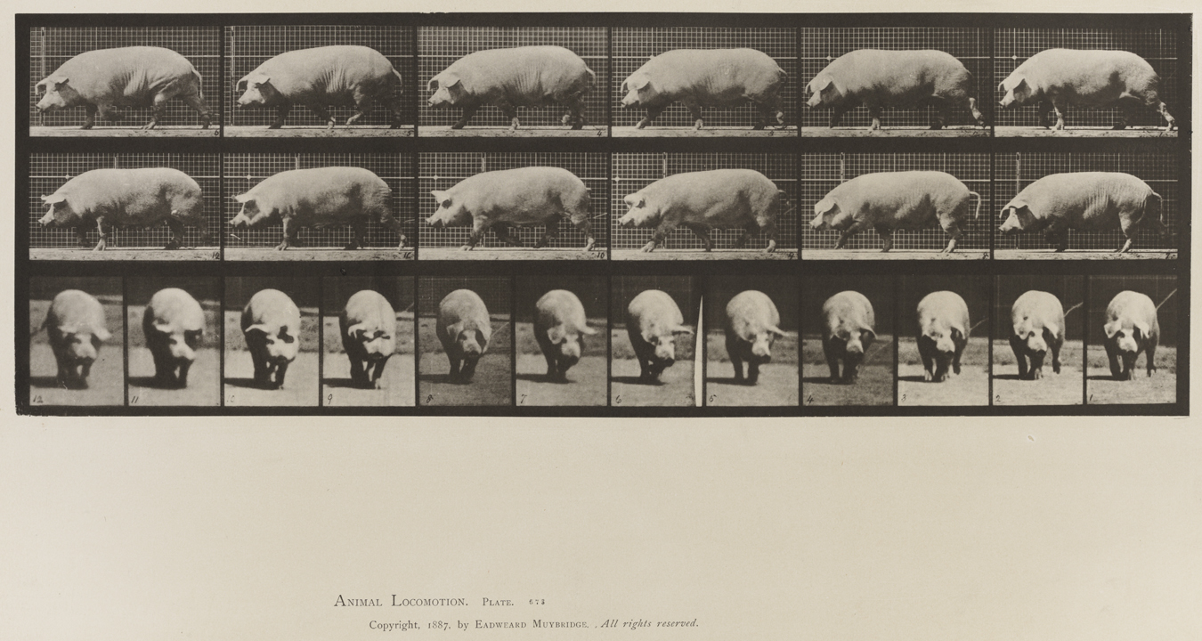 Animal Locomotion, Volume X, Domestic Animals. Plate 673