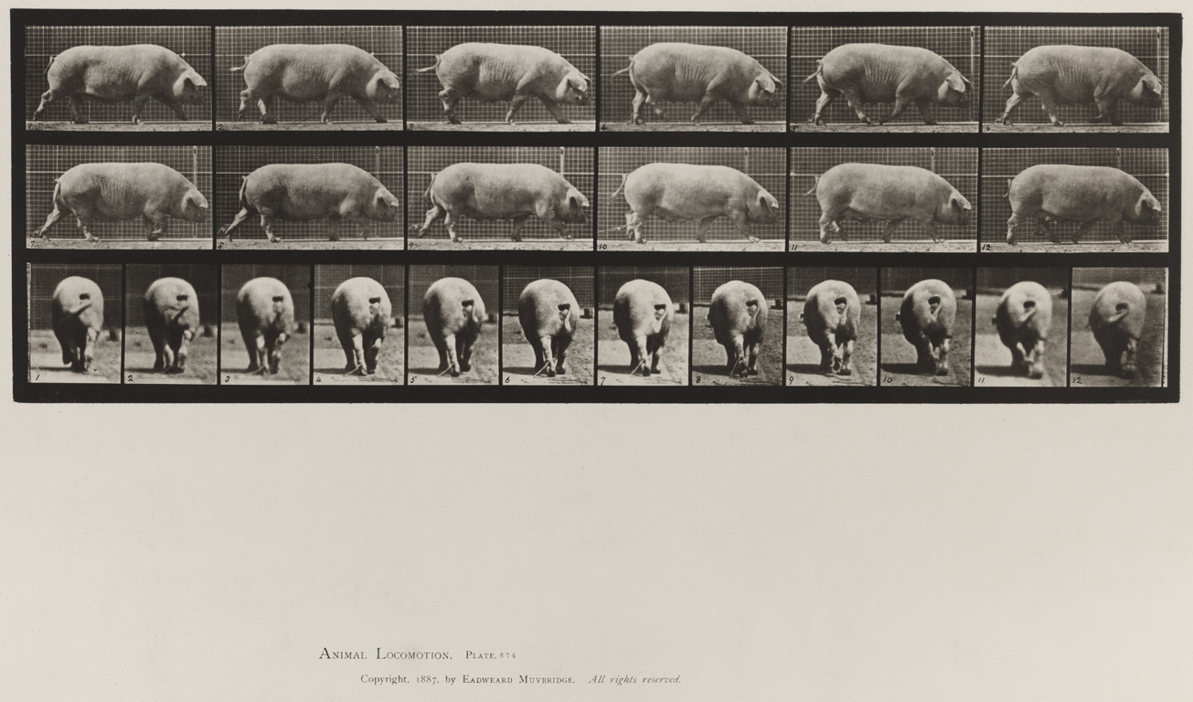 Animal Locomotion, Volume X, Domestic Animals. Plate 674