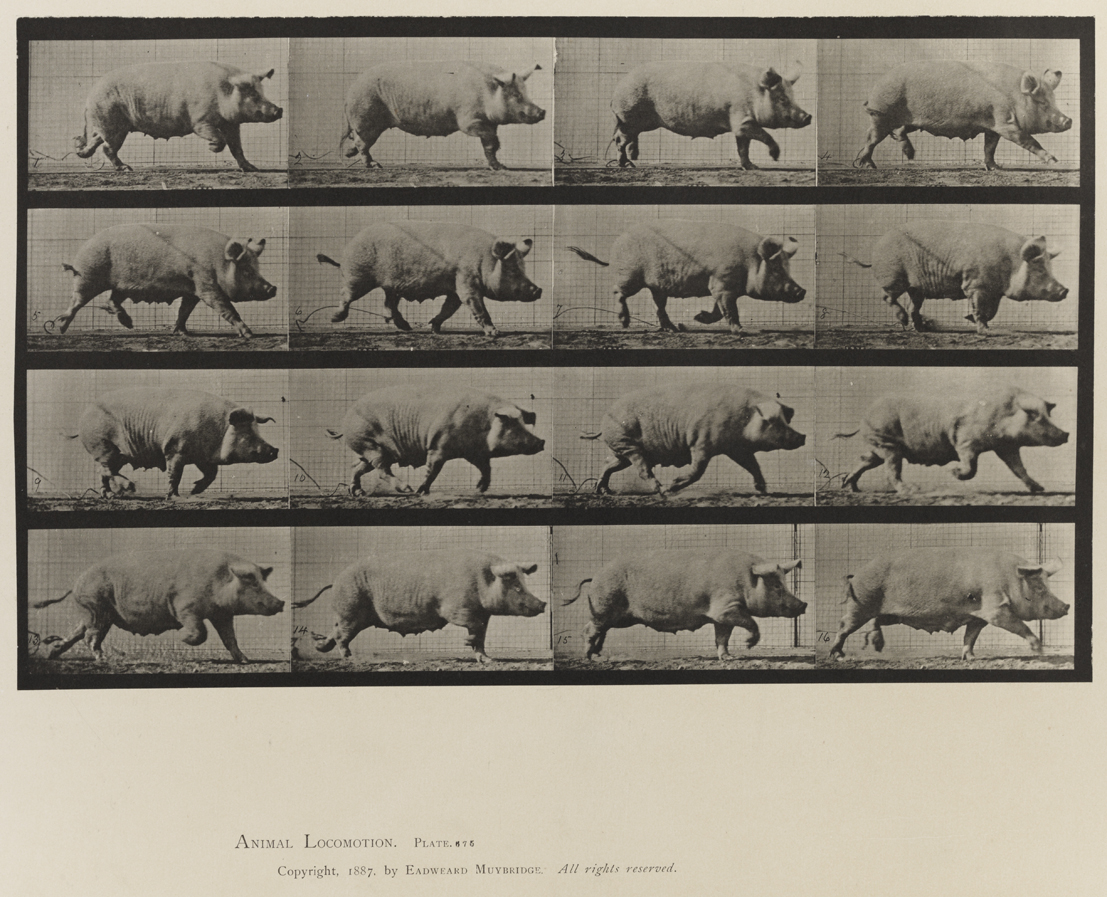 Animal Locomotion, Volume X, Domestic Animals. Plate 675