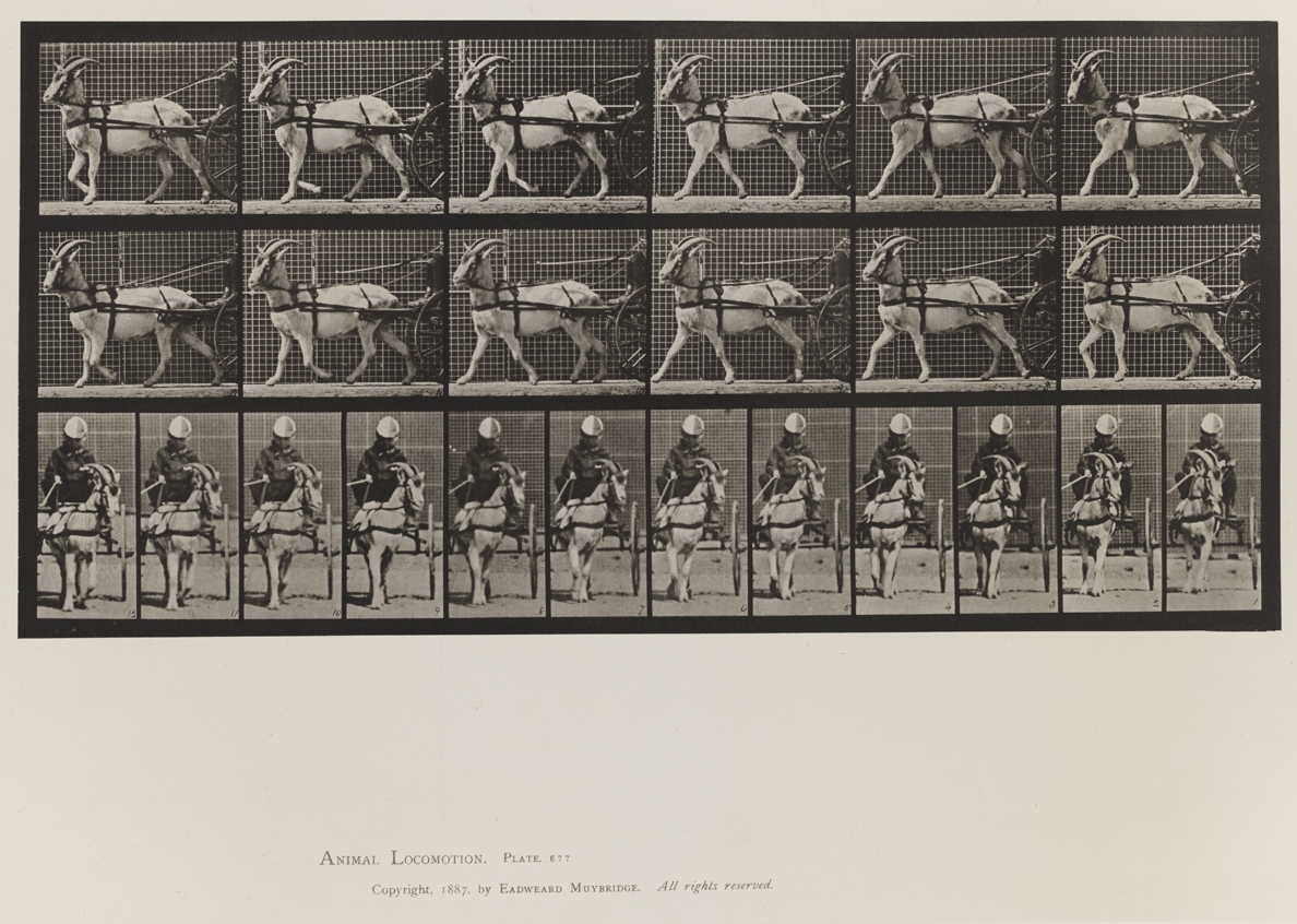 Animal Locomotion, Volume X, Domestic Animals. Plate 677