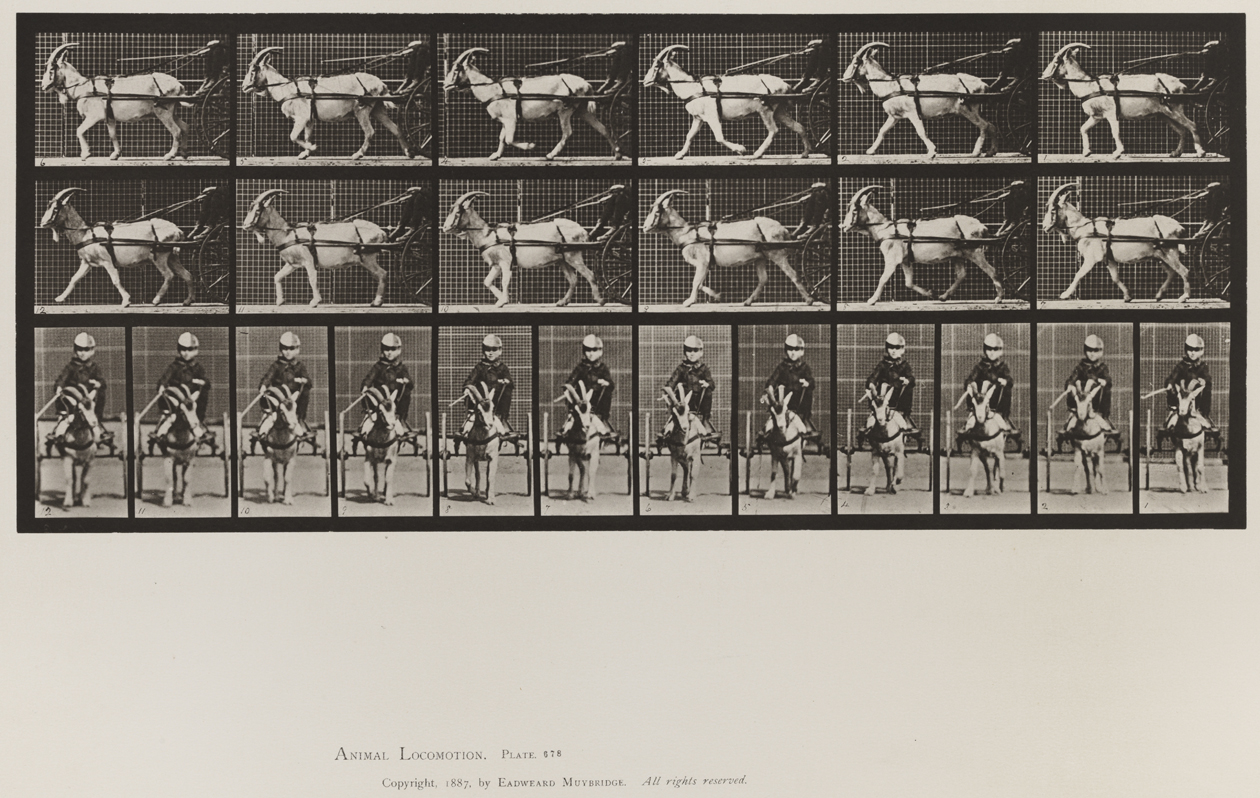 Animal Locomotion, Volume X, Domestic Animals. Plate 678