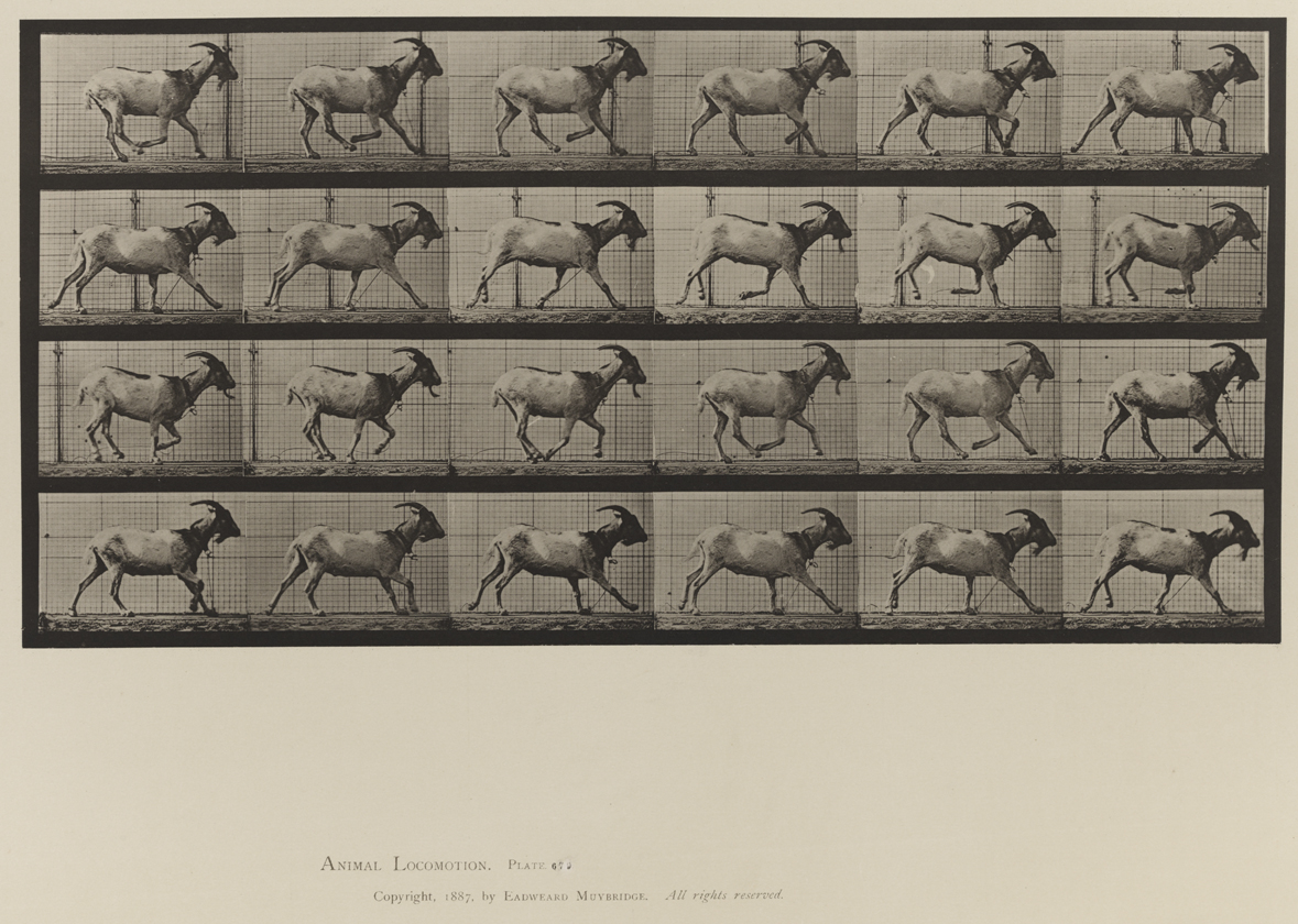Animal Locomotion, Volume X, Domestic Animals. Plate 679