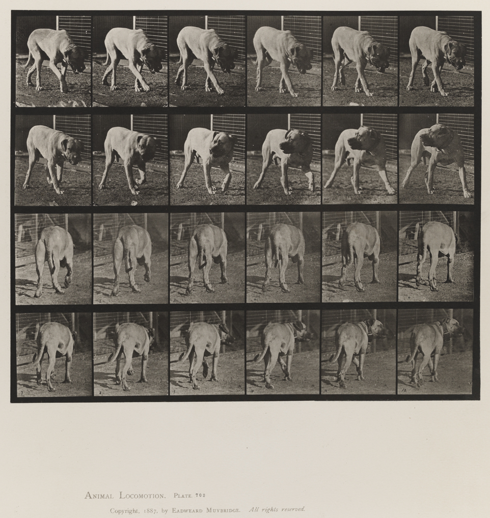 Animal Locomotion, Volume X, Domestic Animals. Plate 703
