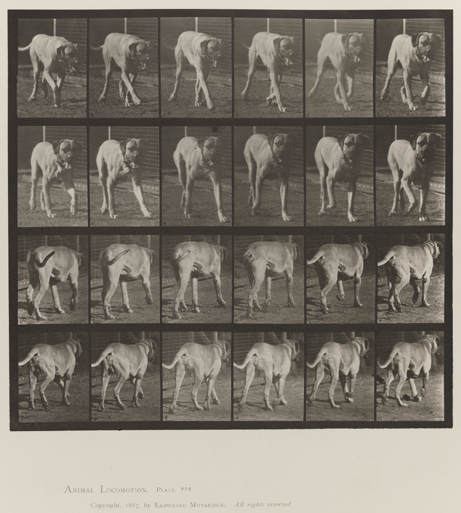 Animal Locomotion, Volume X, Domestic Animals. Plate 705
