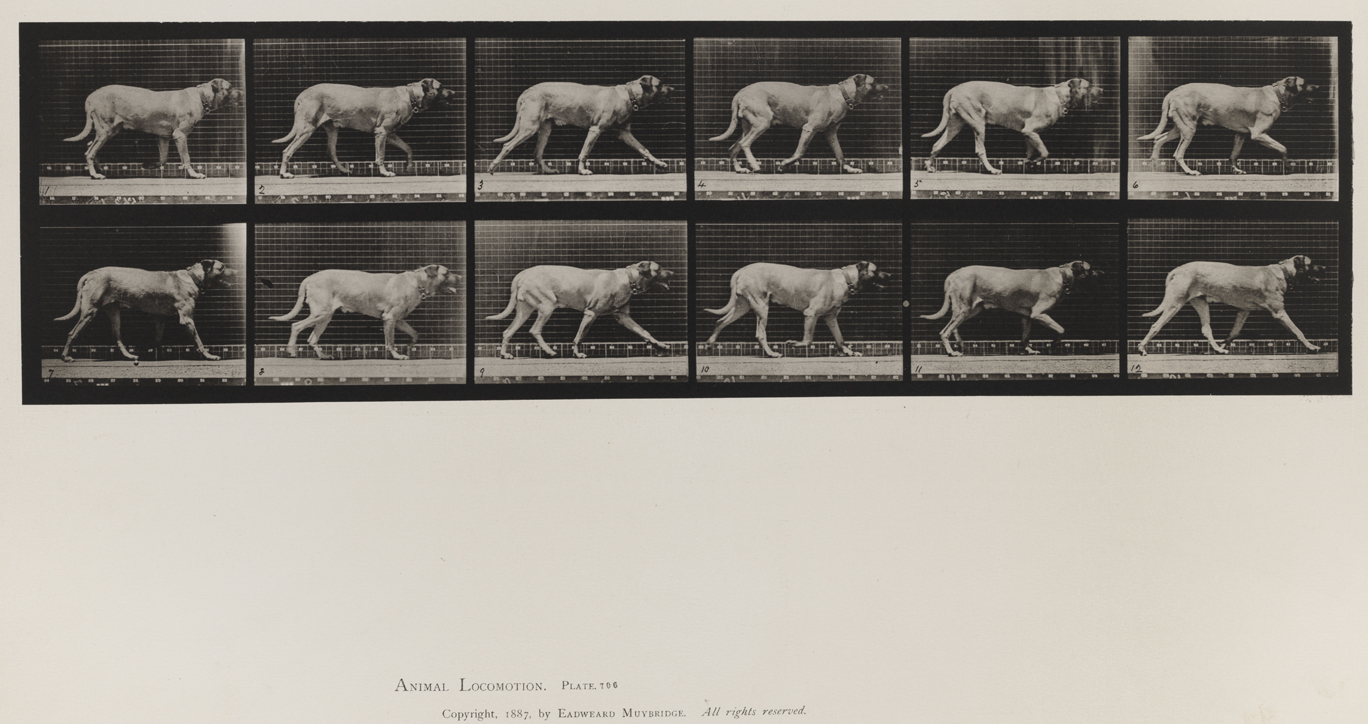 Animal Locomotion, Volume X, Domestic Animals. Plate 706