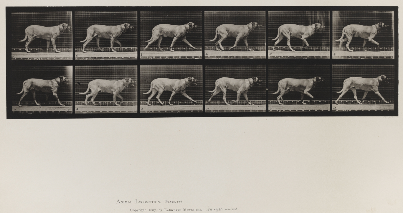 Eadweard Muybridge Animal Locomotion Volume X Domestic Animals Eadweard Muybridge Animal Locomotion Volume X Domestic Animals