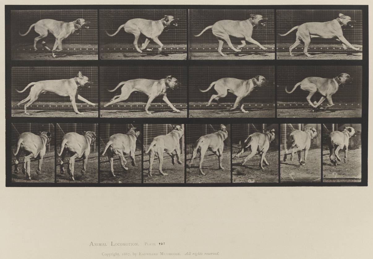 Animal Locomotion, Volume X, Domestic Animals. Plate 707