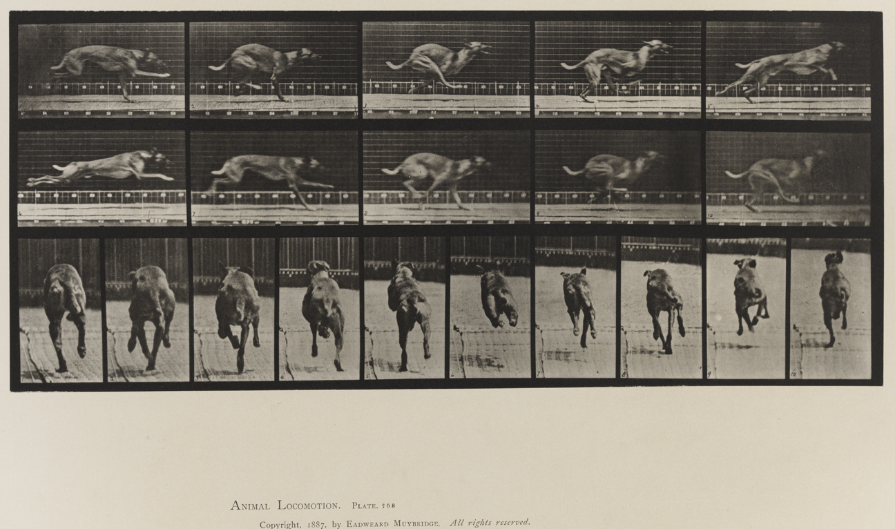 Animal Locomotion, Volume X, Domestic Animals. Plate 708