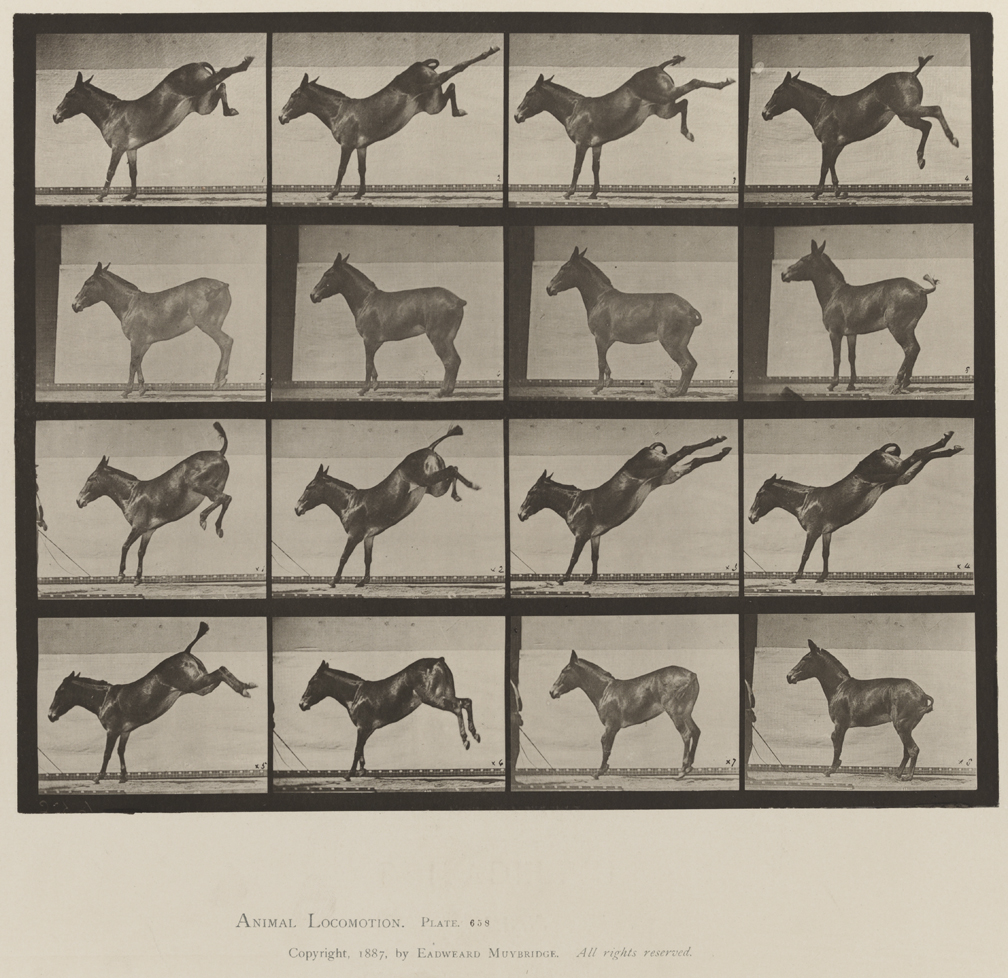 Animal Locomotion, Volume X, Domestic Animals. Plate 658