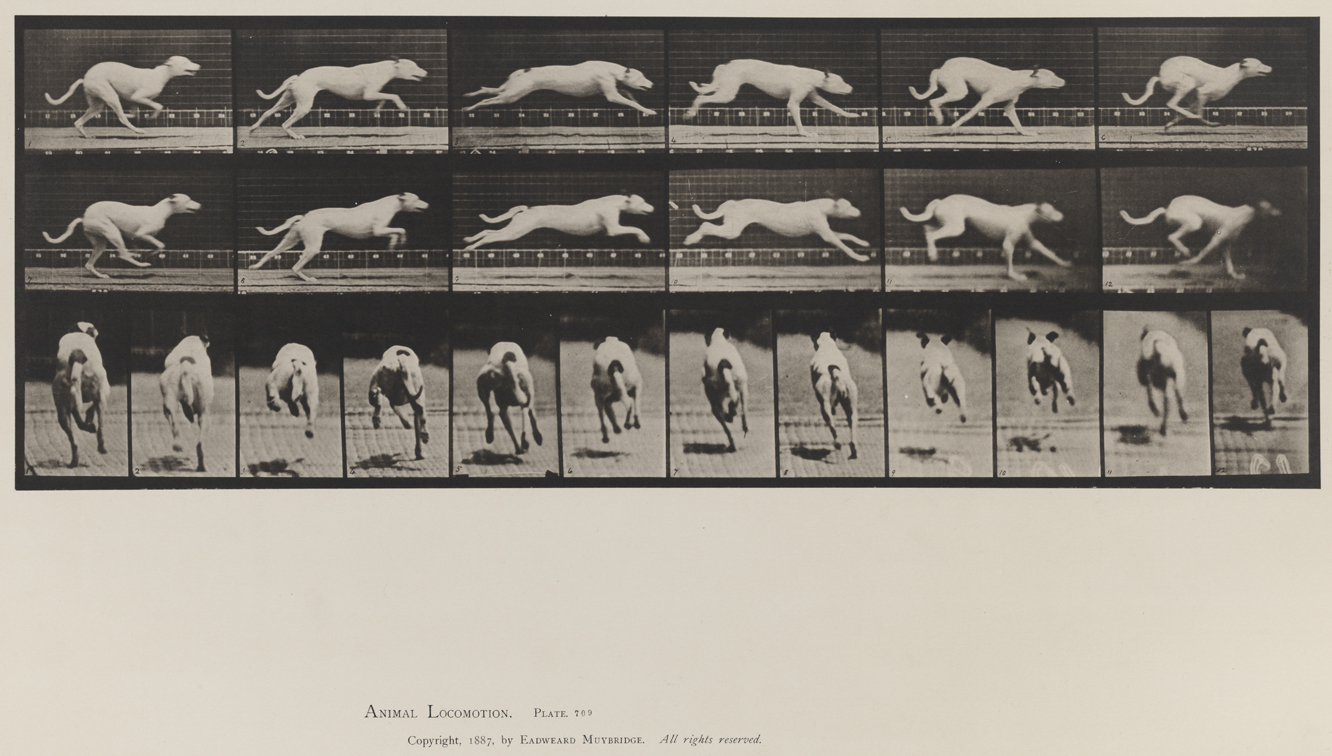 Animal Locomotion, Volume X, Domestic Animals. Plate 709