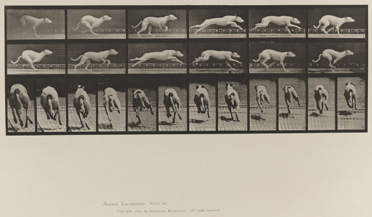 Animal Locomotion, Volume X, Domestic Animals. Plate 710