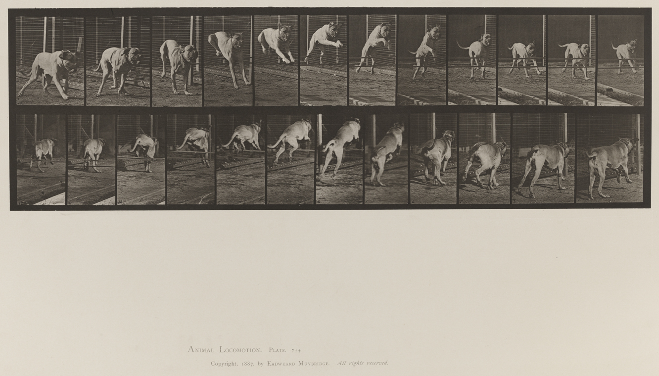Animal Locomotion, Volume X, Domestic Animals. Plate 712