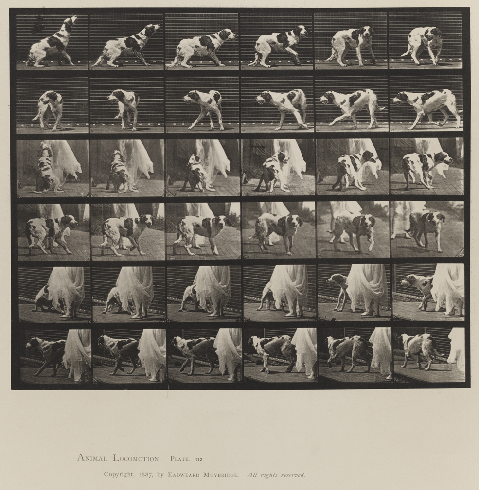 Animal Locomotion, Volume X, Domestic Animals. Plate 713