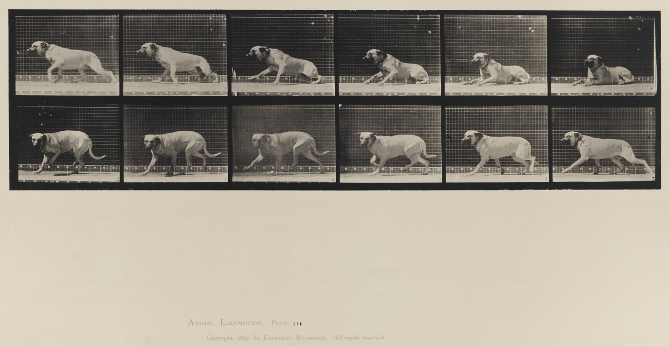 Animal Locomotion, Volume X, Domestic Animals. Plate 714
