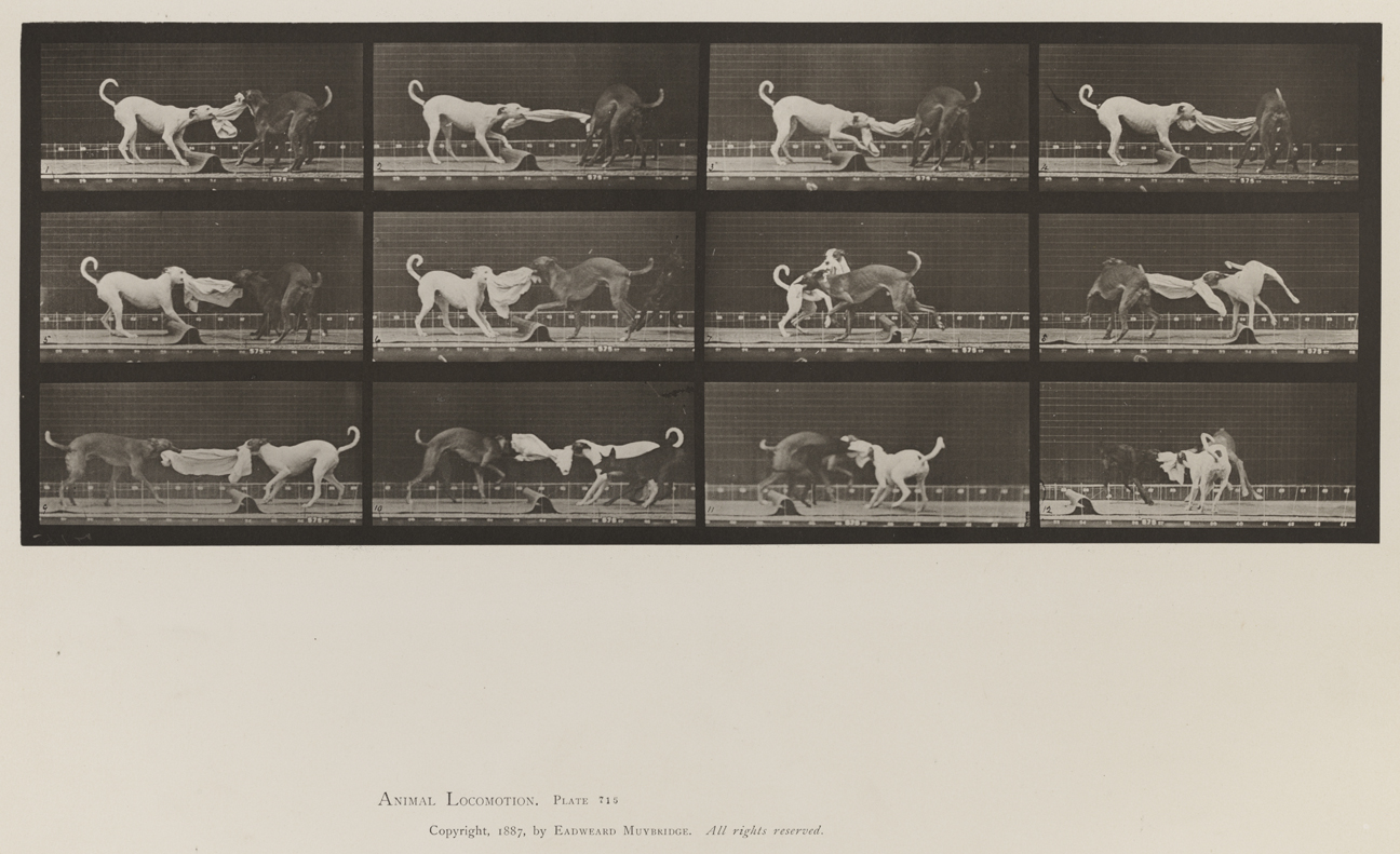 Animal Locomotion, Volume X, Domestic Animals. Plate 715