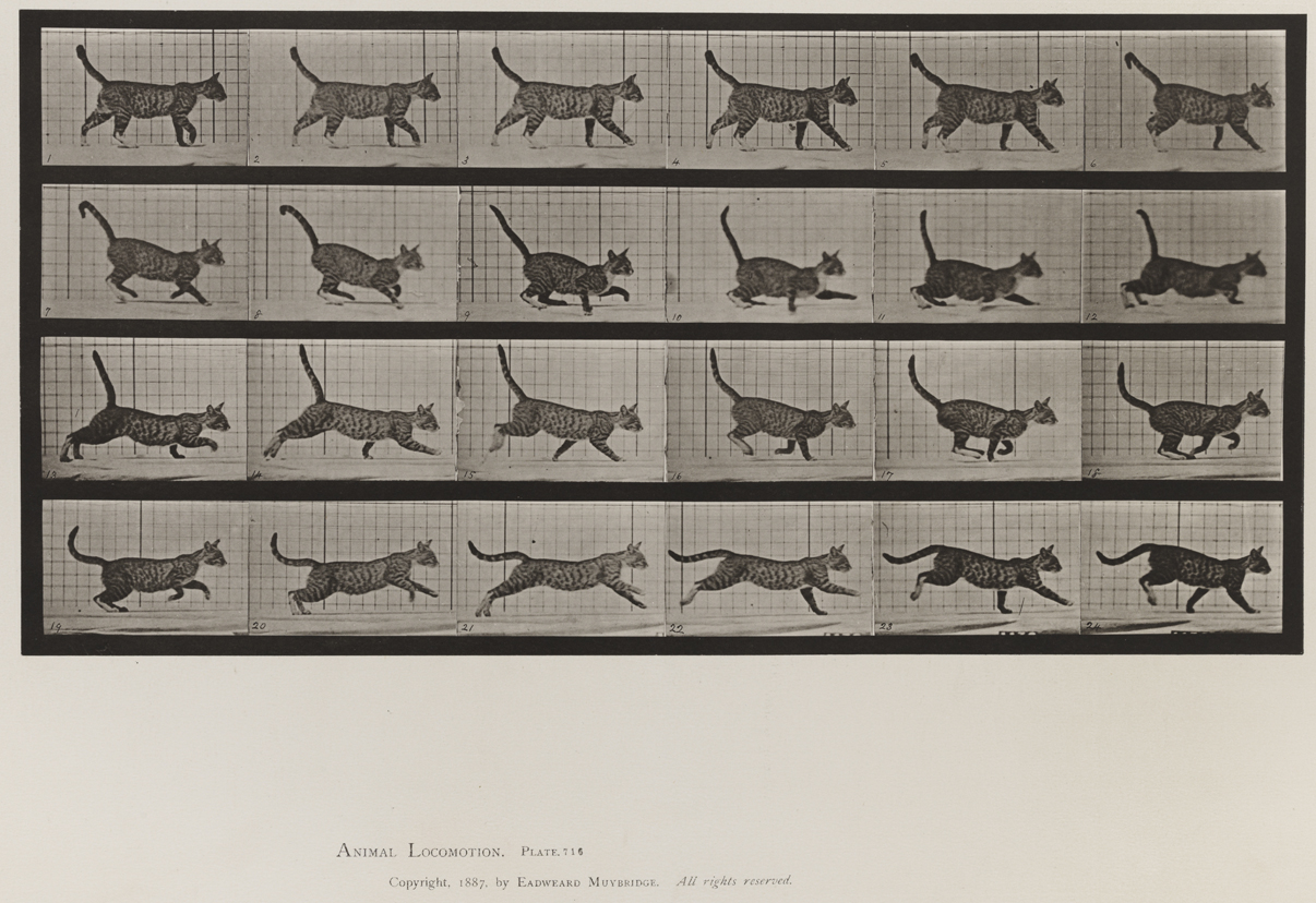 Animal Locomotion, Volume X, Domestic Animals. Plate 716