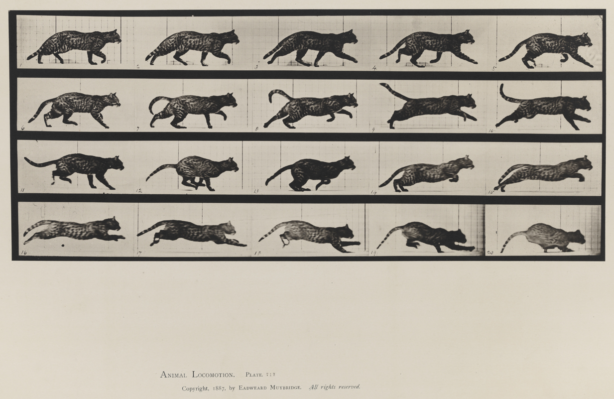 Animal Locomotion, Volume X, Domestic Animals. Plate 717
