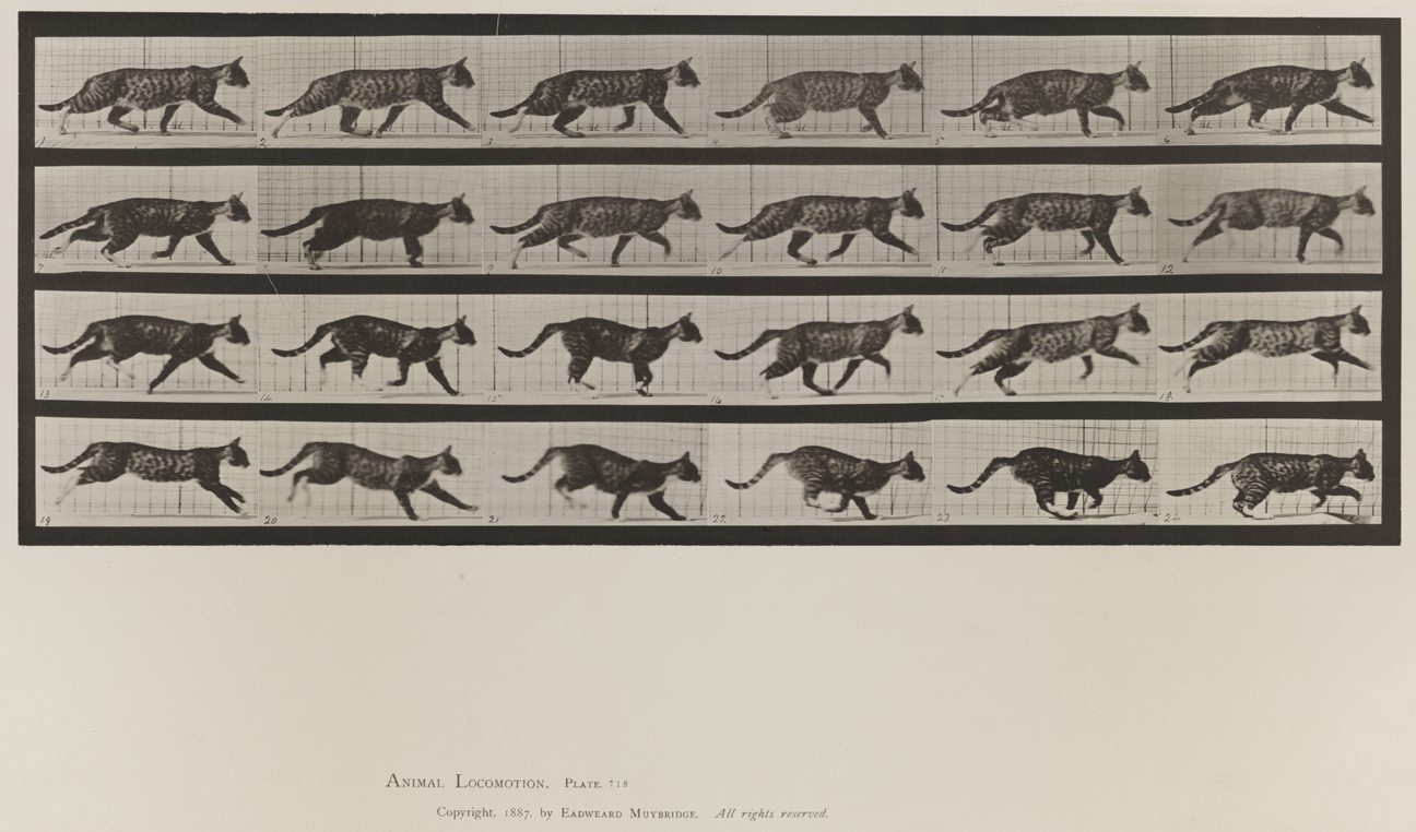 Animal Locomotion, Volume X, Domestic Animals. Plate 718