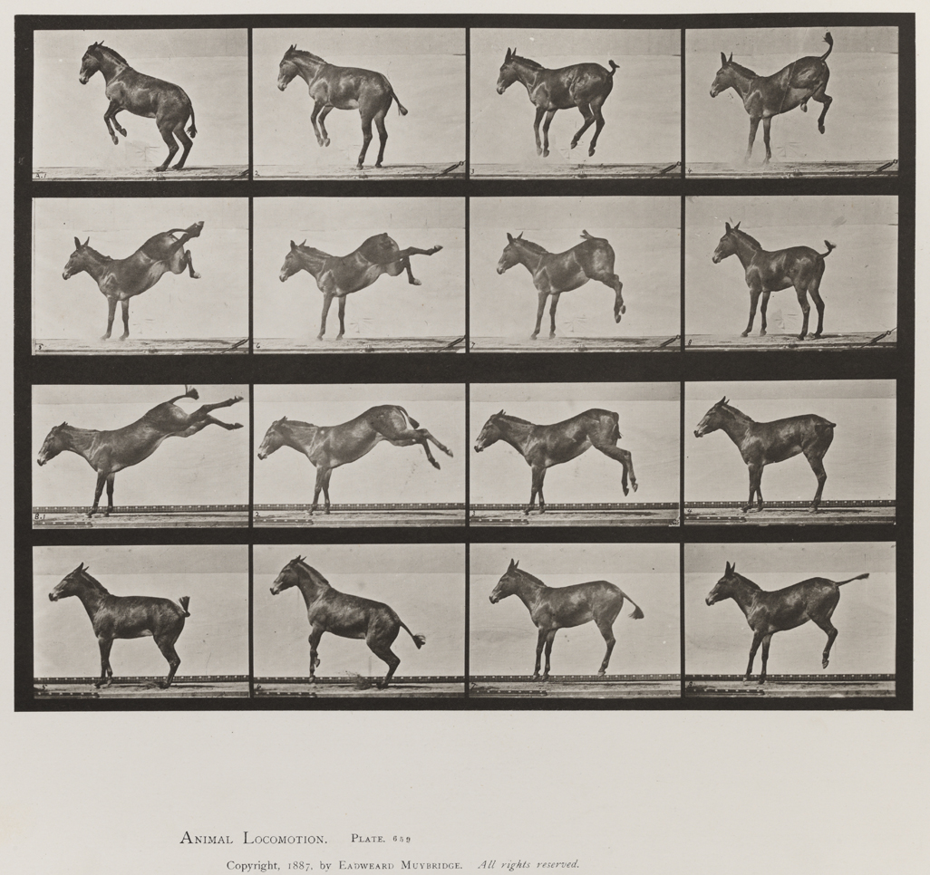 Animal Locomotion, Volume X, Domestic Animals. Plate 659