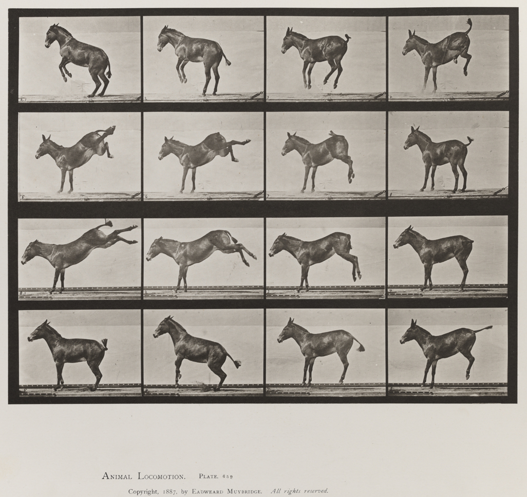 Eadweard Muybridge Animal Locomotion Volume X Domestic Animals Eadweard Muybridge Animal Locomotion Volume X Domestic Animals